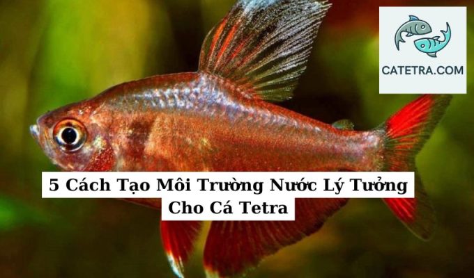 5 Cách Tạo Môi Trường Nước Lý Tưởng Cho Cá Tetra