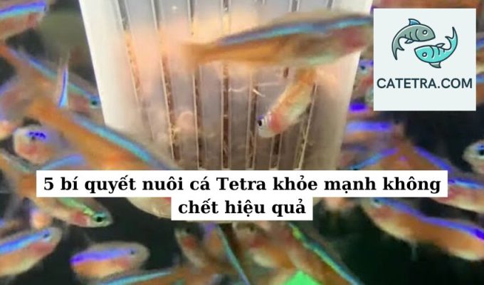 5 bí quyết nuôi cá Tetra khỏe mạnh không chết hiệu quả