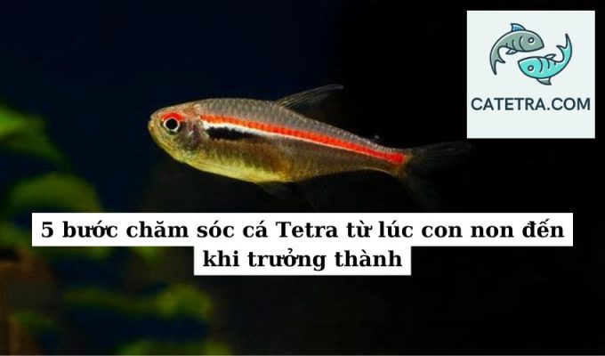 5 bước chăm sóc cá Tetra từ lúc con non đến khi trưởng thành