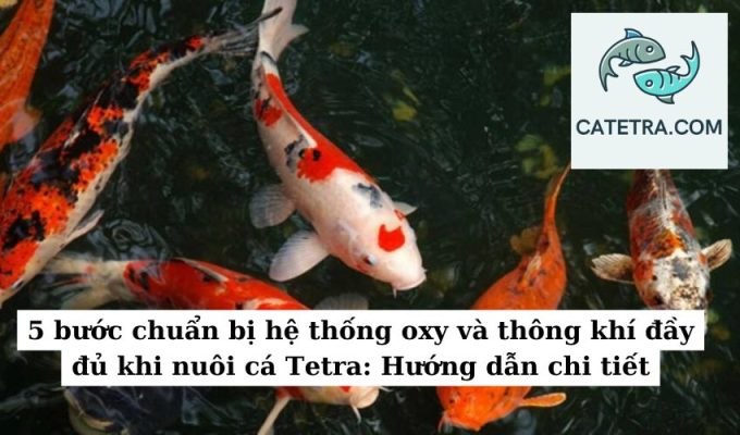 5 bước chuẩn bị hệ thống oxy và thông khí đầy đủ khi nuôi cá Tetra Hướng dẫn chi tiết