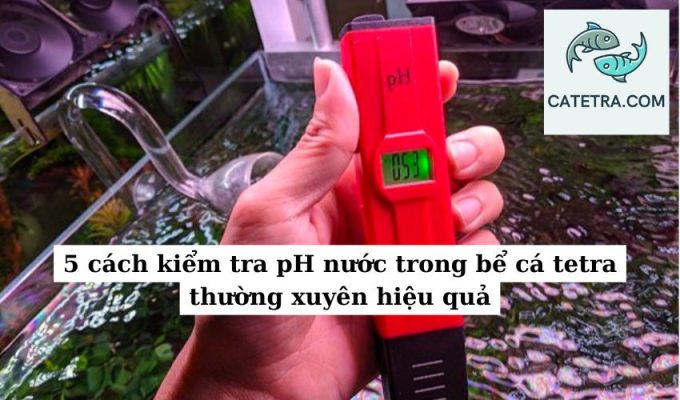 5 cách kiểm tra pH nước trong bể cá tetra thường xuyên hiệu quả