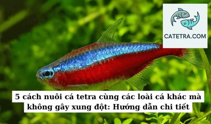 5 cách nuôi cá tetra cùng các loài cá khác mà không gây xung đột Hướng dẫn chi tiết