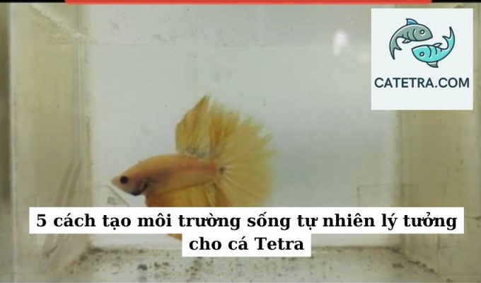 5 cách tạo môi trường sống tự nhiên lý tưởng cho cá Tetra