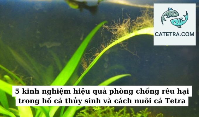 5 kinh nghiệm hiệu quả phòng chống rêu hại trong hồ cá thủy sinh và cách nuôi cá Tetra