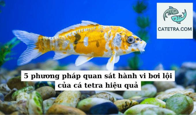 5 phương pháp quan sát hành vi bơi lội của cá tetra hiệu quả