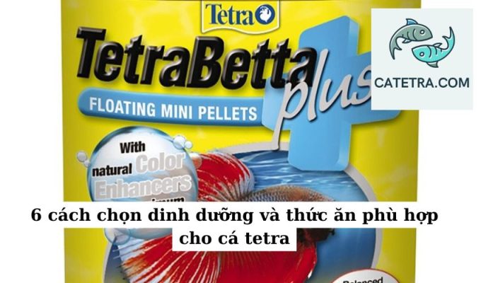 6 cách chọn dinh dưỡng và thức ăn phù hợp cho cá tetra