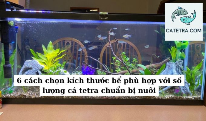 6 cách chọn kích thước bể phù hợp với số lượng cá tetra chuẩn bị nuôi