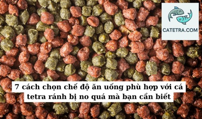 7 cách chọn chế độ ăn uống phù hợp với cá tetra ránh bị no quá mà bạn cần biết