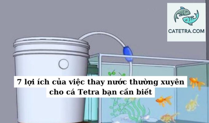 7 lợi ích của việc thay nước thường xuyên cho cá Tetra bạn cần biết