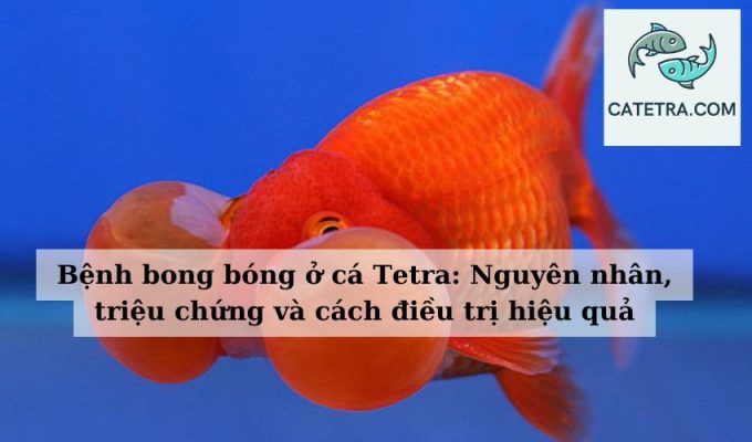 Bệnh bong bóng ở cá Tetra Nguyên nhân, triệu chứng và cách điều trị hiệu quả