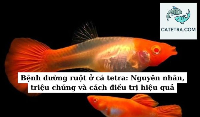 Bệnh đường ruột ở cá tetra Nguyên nhân, triệu chứng và cách điều trị hiệu quả