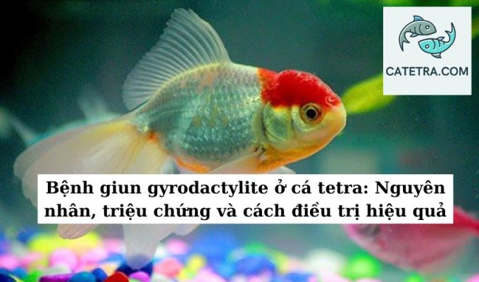 Bệnh giun gyrodactylite ở cá tetra Nguyên nhân, triệu chứng và cách điều trị hiệu quả