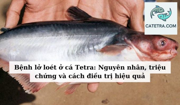 Bệnh lở loét ở cá Tetra Nguyên nhân, triệu chứng và cách điều trị hiệu quả