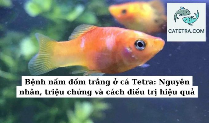 Bệnh nấm đốm trắng ở cá Tetra Nguyên nhân, triệu chứng và cách điều trị hiệu quả