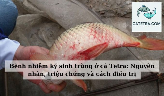 Bệnh nhiễm ký sinh trùng ở cá Tetra Nguyên nhân, triệu chứng và cách điều trị