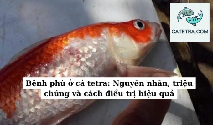 Bệnh phù ở cá tetra Nguyên nhân, triệu chứng và cách điều trị hiệu quả