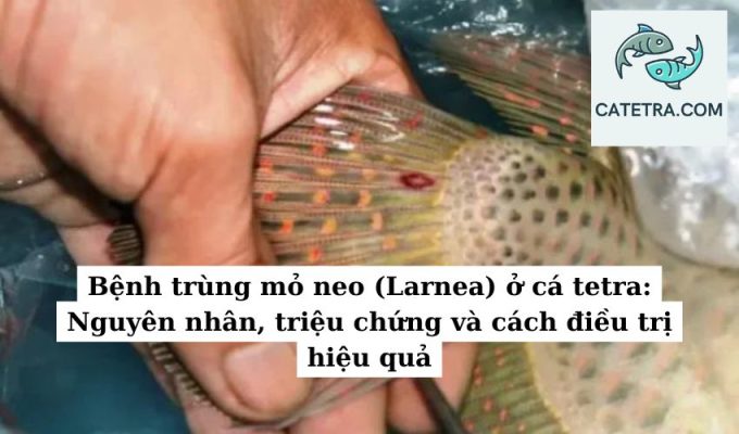 Bệnh trùng mỏ neo (Larnea) ở cá tetra Nguyên nhân, triệu chứng và cách điều trị hiệu quả