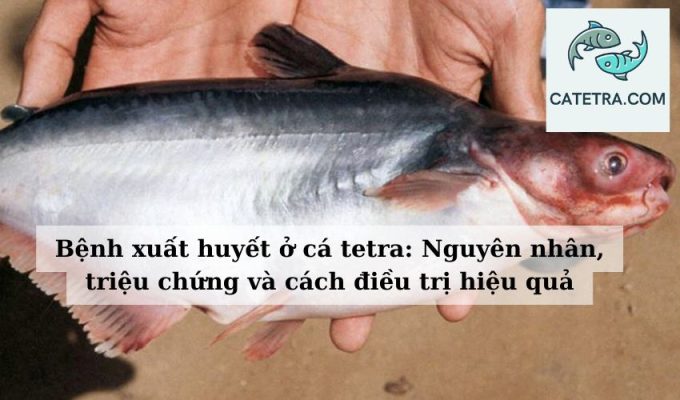 Bệnh xuất huyết ở cá tetra Nguyên nhân, triệu chứng và cách điều trị hiệu quả