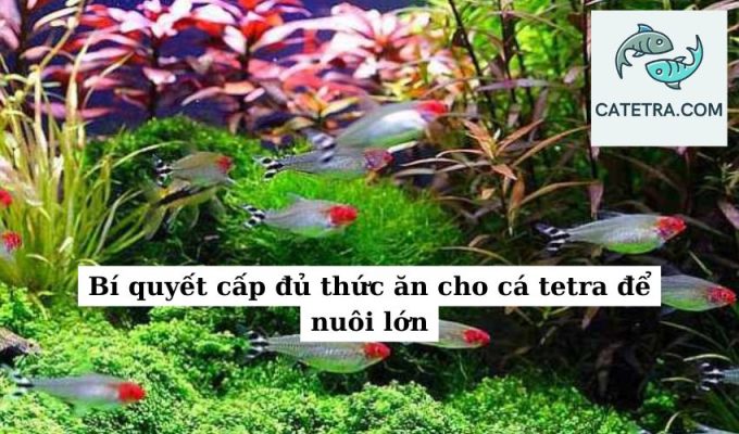 Bí quyết cấp đủ thức ăn cho cá tetra để nuôi lớn