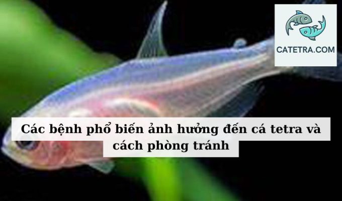 Các bệnh phổ biến ảnh hưởng đến cá tetra và cách phòng tránh