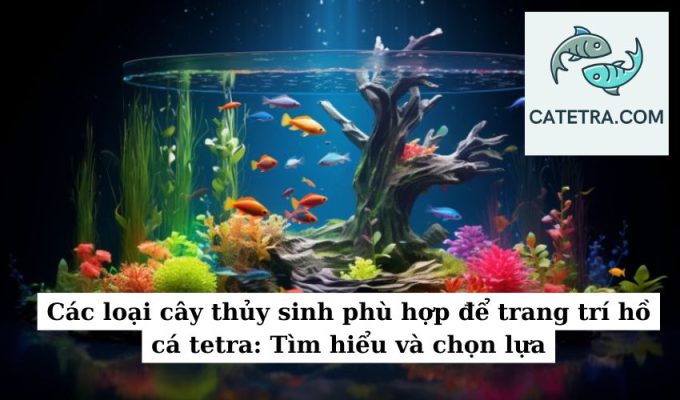 Các loại cây thủy sinh phù hợp để trang trí hồ cá tetra Tìm hiểu và chọn lựa