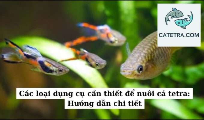 Các loại dụng cụ cần thiết để nuôi cá tetra Hướng dẫn chi tiết