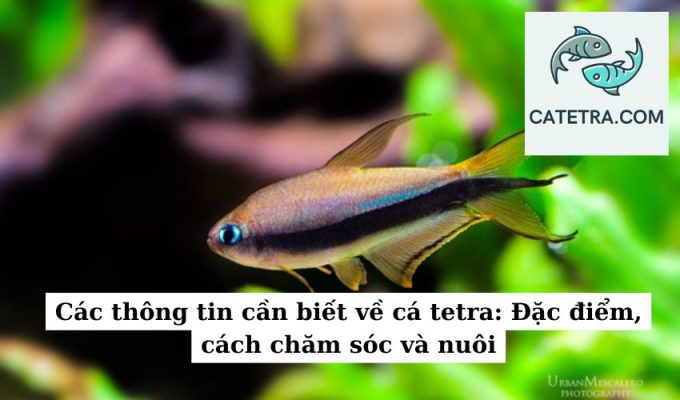 Các thông tin cần biết về cá tetra Đặc điểm, cách chăm sóc và nuôi