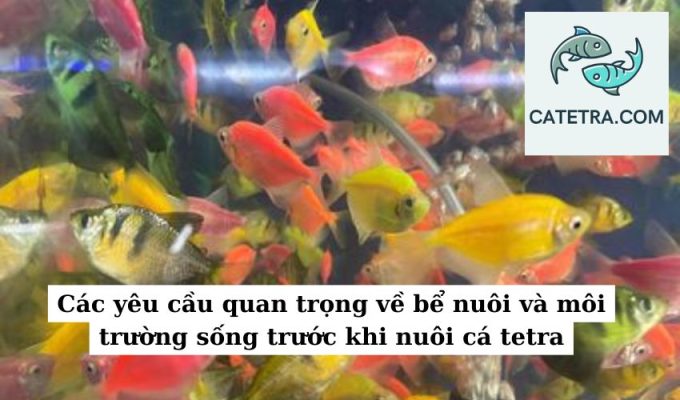 Các yêu cầu quan trọng về bể nuôi và môi trường sống trước khi nuôi cá tetra