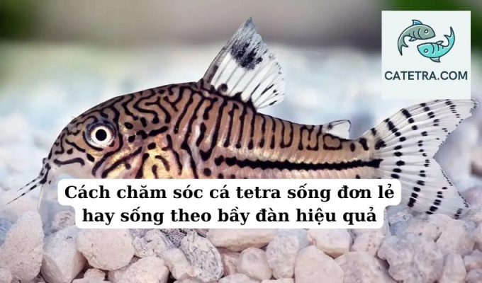 Cách chăm sóc cá tetra sống đơn lẻ hay sống theo bầy đàn hiệu quả