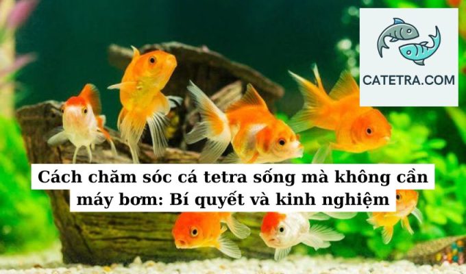 Cách chăm sóc cá tetra sống mà không cần máy bơm Bí quyết và kinh nghiệm