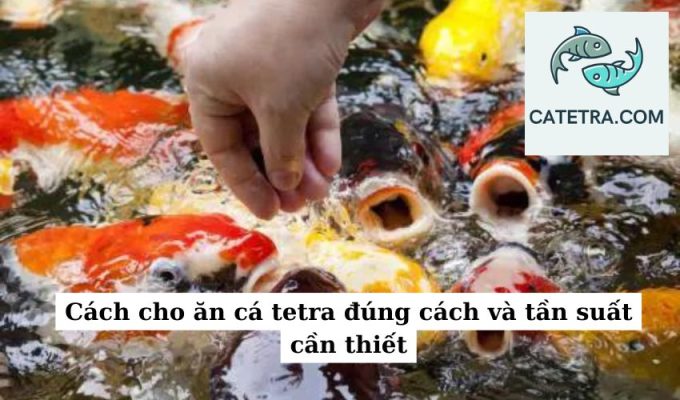 Cách cho ăn cá tetra đúng cách và tần suất cần thiết