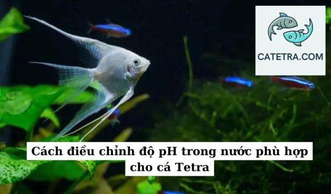 Cách điều chỉnh độ pH trong nước phù hợp cho cá Tetra