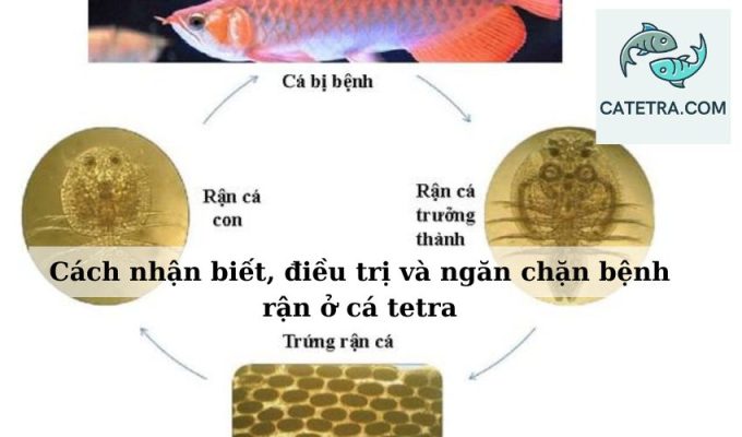 Cách nhận biết, điều trị và ngăn chặn bệnh rận ở cá tetra