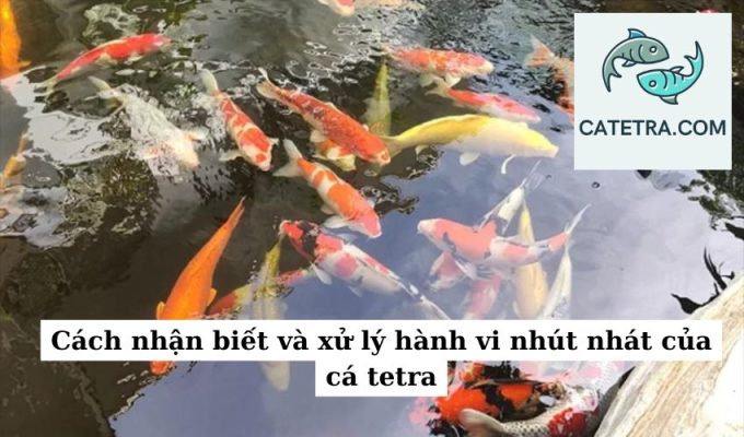 Cách nhận biết và xử lý hành vi nhút nhát của cá tetra