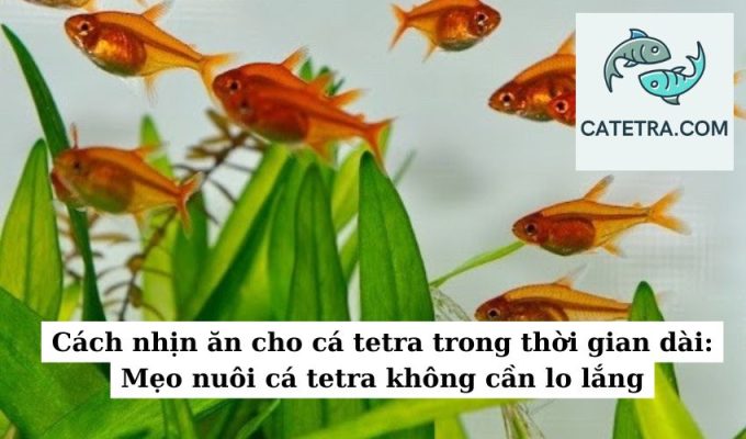 Cách nhịn ăn cho cá tetra trong thời gian dài Mẹo nuôi cá tetra không cần lo lắng