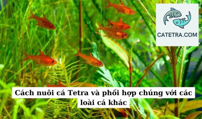 Cách nuôi cá Tetra và phối hợp chúng với các loài cá khác