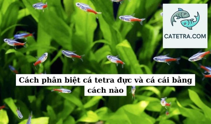 Cách phân biệt cá tetra đực và cá cái bằng cách nào