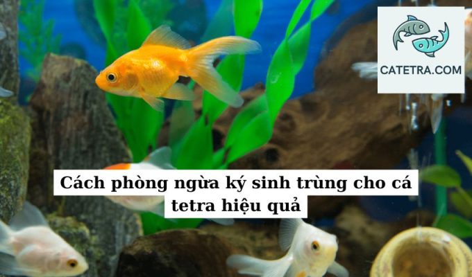 Cách phòng ngừa ký sinh trùng cho cá tetra hiệu quả