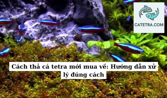 Cách thả cá tetra mới mua về Hướng dẫn xử lý đúng cách