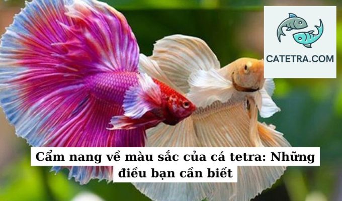 Cẩm nang về màu sắc của cá tetra Những điều bạn cần biết