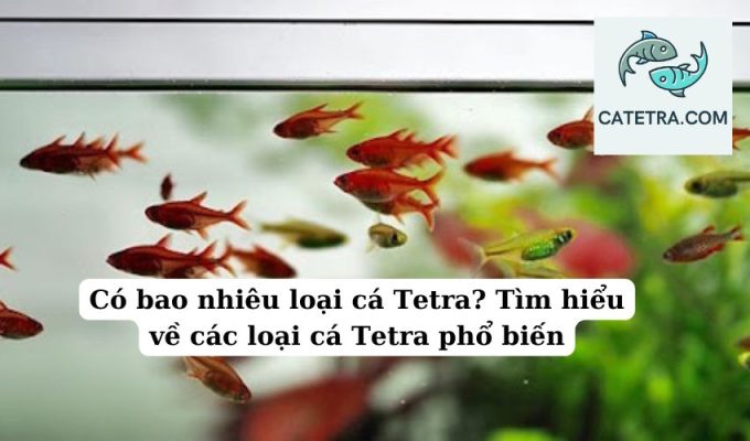 Có bao nhiêu loại cá Tetra Tìm hiểu về các loại cá Tetra phổ biến