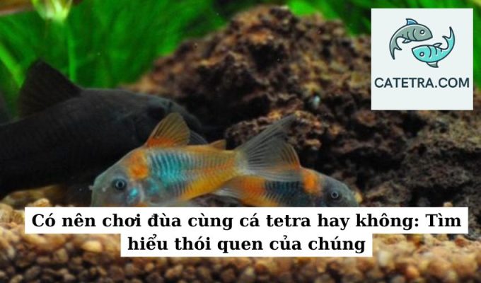 Có nên chơi đùa cùng cá tetra hay không Tìm hiểu thói quen của chúng