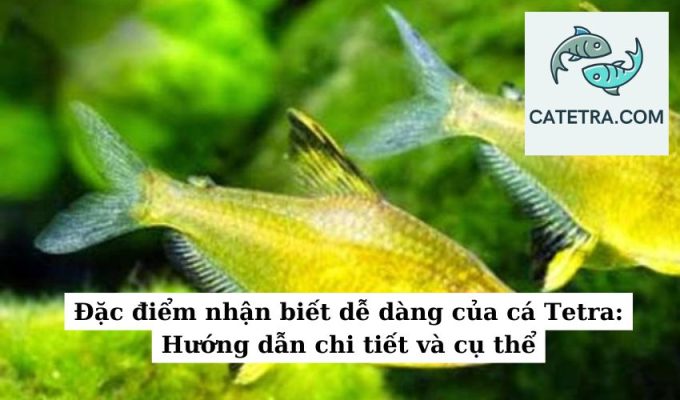 Đặc điểm nhận biết dễ dàng của cá Tetra Hướng dẫn chi tiết và cụ thể