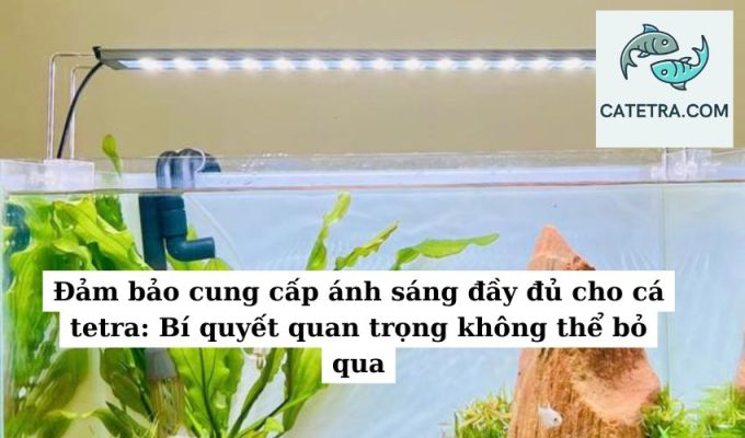 Đảm bảo cung cấp ánh sáng đầy đủ cho cá tetra Bí quyết quan trọng không thể bỏ qua