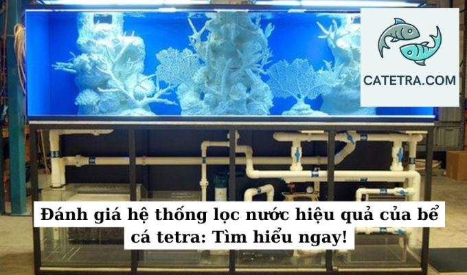 Đánh giá hệ thống lọc nước hiệu quả của bể cá tetra Tìm hiểu ngay!