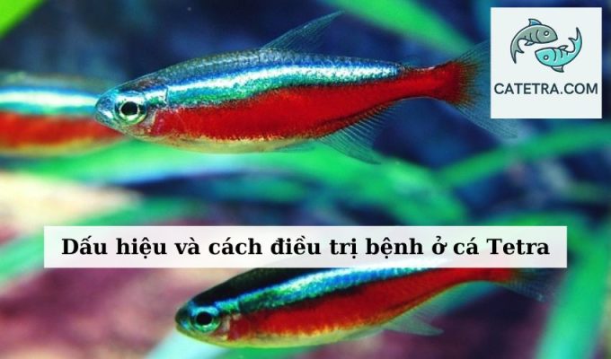 Dấu hiệu và cách điều trị bệnh ở cá Tetra