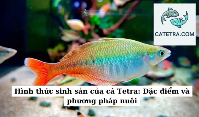 Hình thức sinh sản của cá Tetra Đặc điểm và phương pháp nuôi