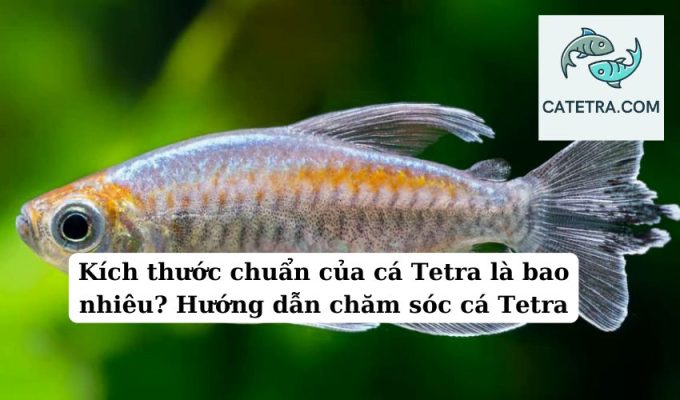 Kích thước chuẩn của cá Tetra là bao nhiêu Hướng dẫn chăm sóc cá Tetra