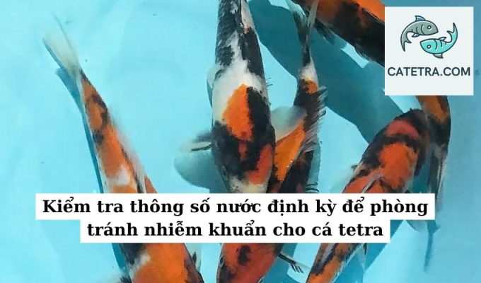 Kiểm tra thông số nước định kỳ để phòng tránh nhiễm khuẩn cho cá tetra