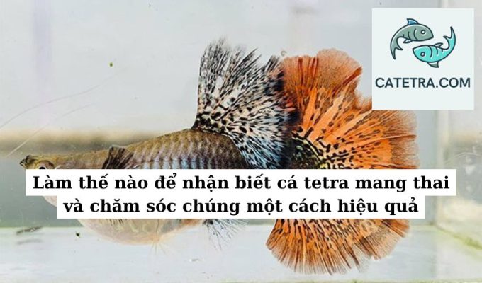 Làm thế nào để nhận biết cá tetra mang thai và chăm sóc chúng một cách hiệu quả